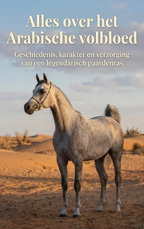 Alles over het Arabische volbloed